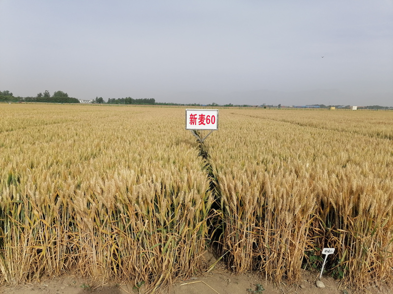 新麦60