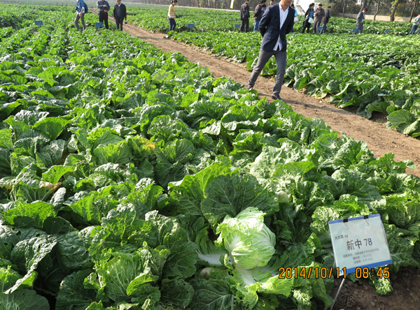 大白菜新中78示范田