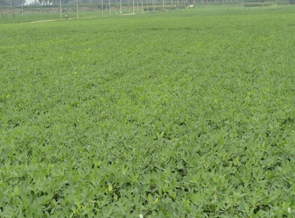 花生新花1号示范基地