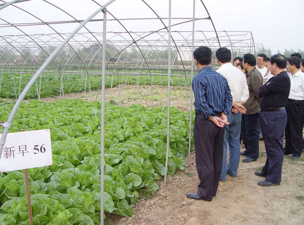农科院新址院 白菜新早56基地