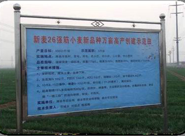 新麦26强筋小麦新品种万亩高产创建示范田