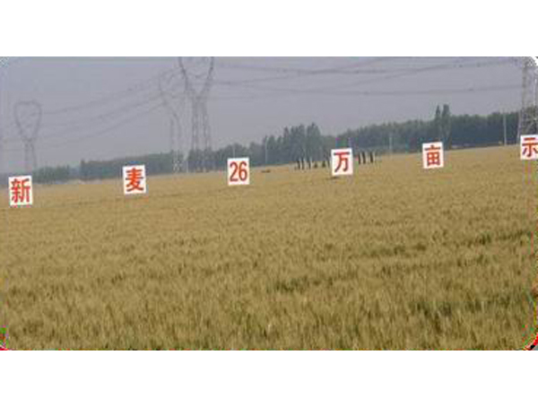 新麦26万亩示范基地
