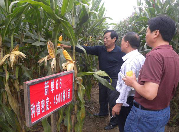 玉米新单66示范基地