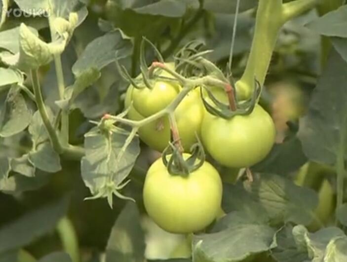 大棚蔬菜