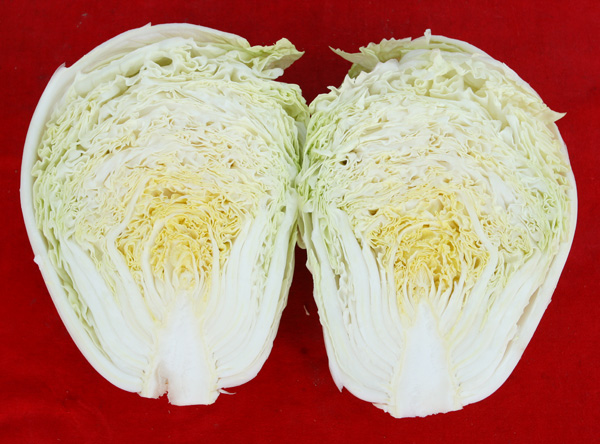 大白菜新早59