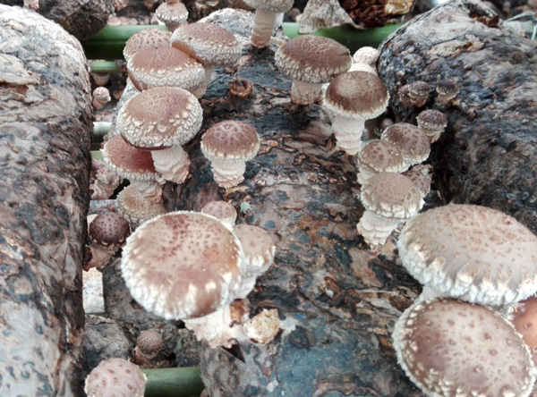 香菇-新科25