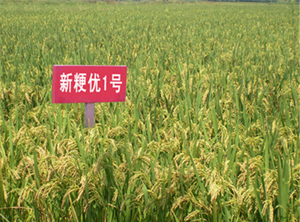 新粳优1号