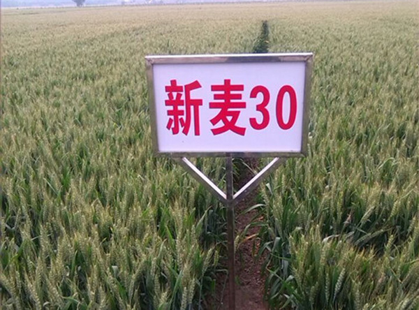 新麦30