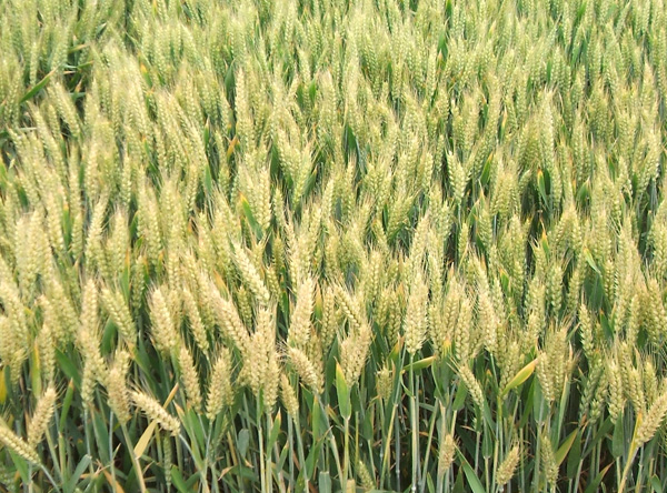 新麦31