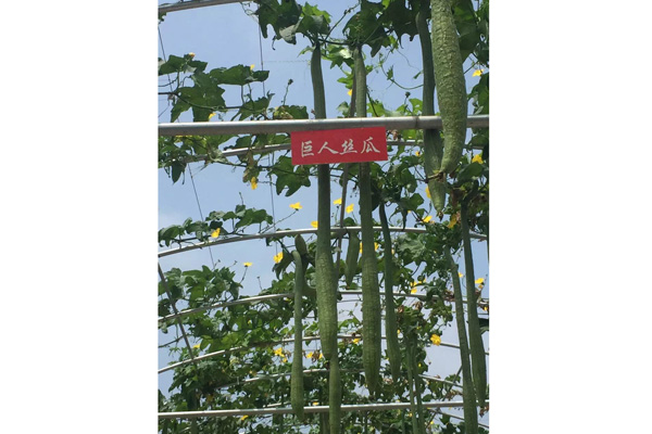 巨人丝瓜