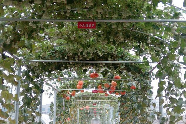 绿色长廊总貌