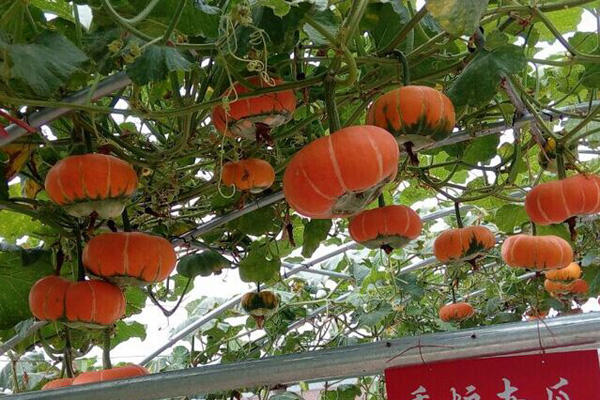 香炉南瓜