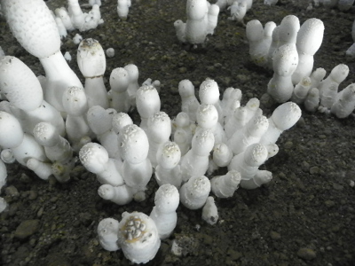 鸡腿菇新科40