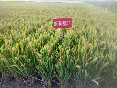 新科稻31