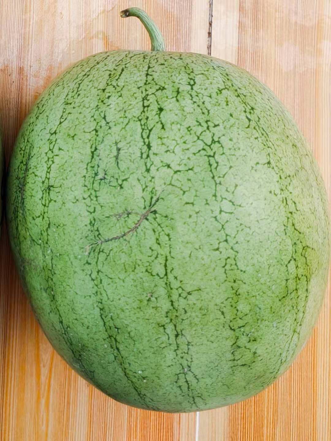 绿博1号