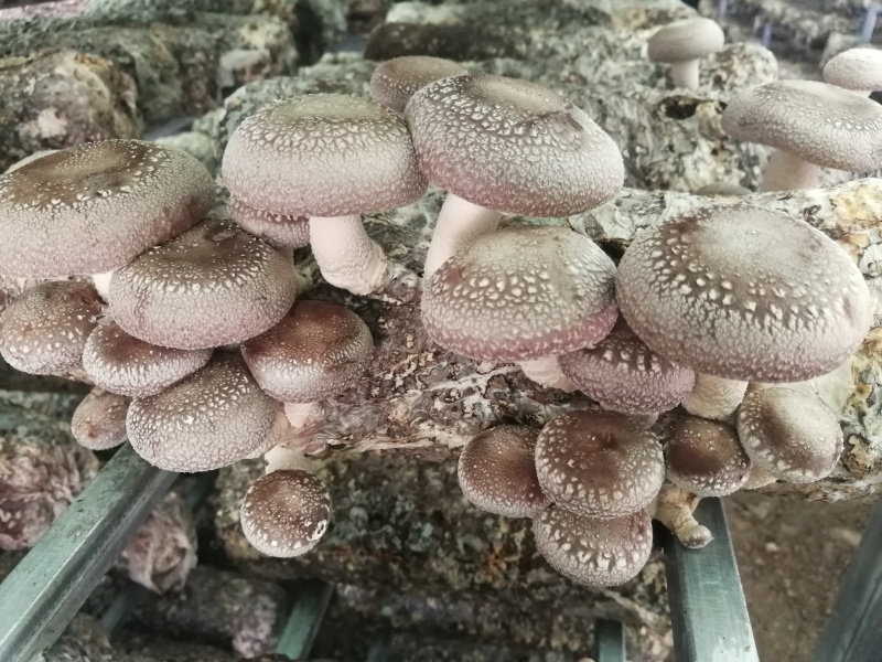 香菇-新科25
