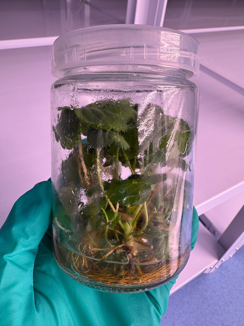 组培技术-草莓