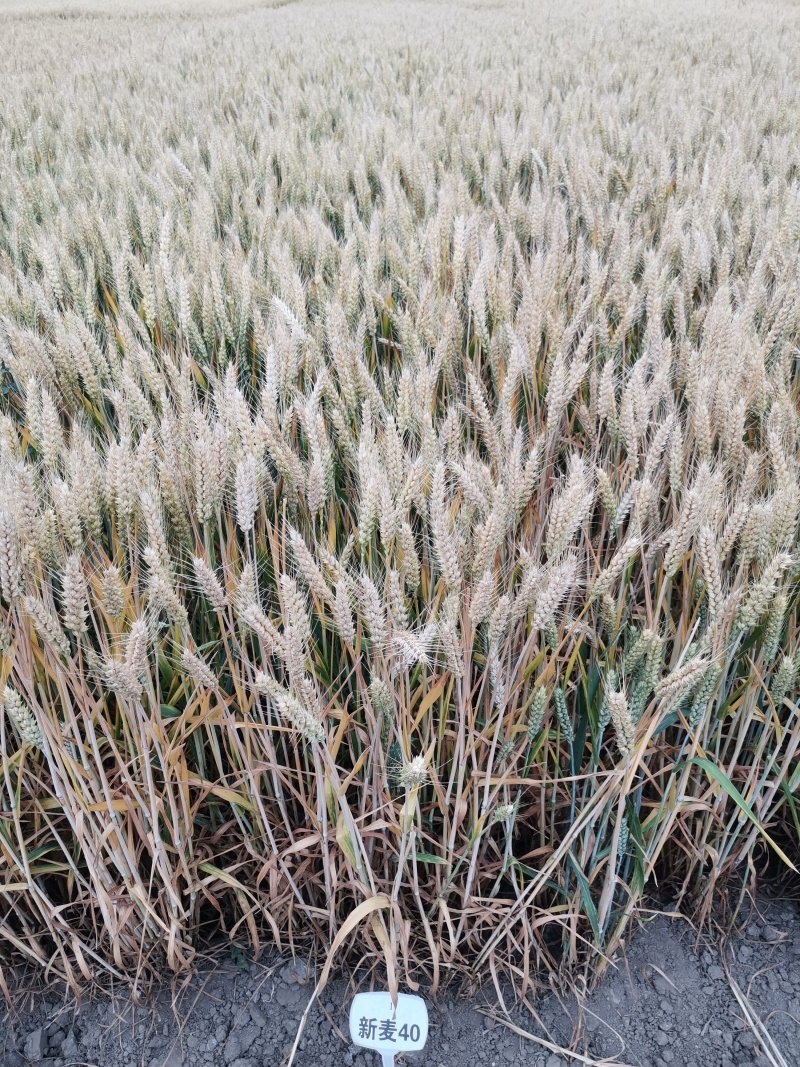 新麦40