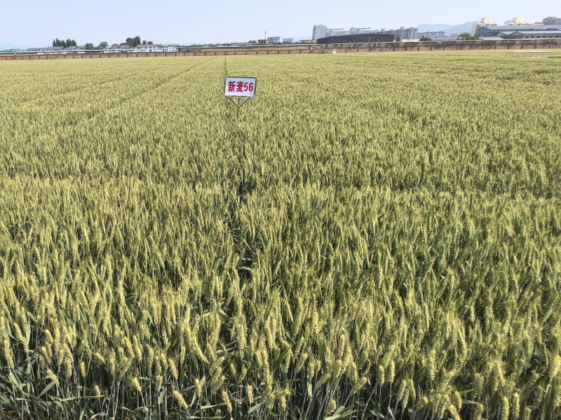 新麦56