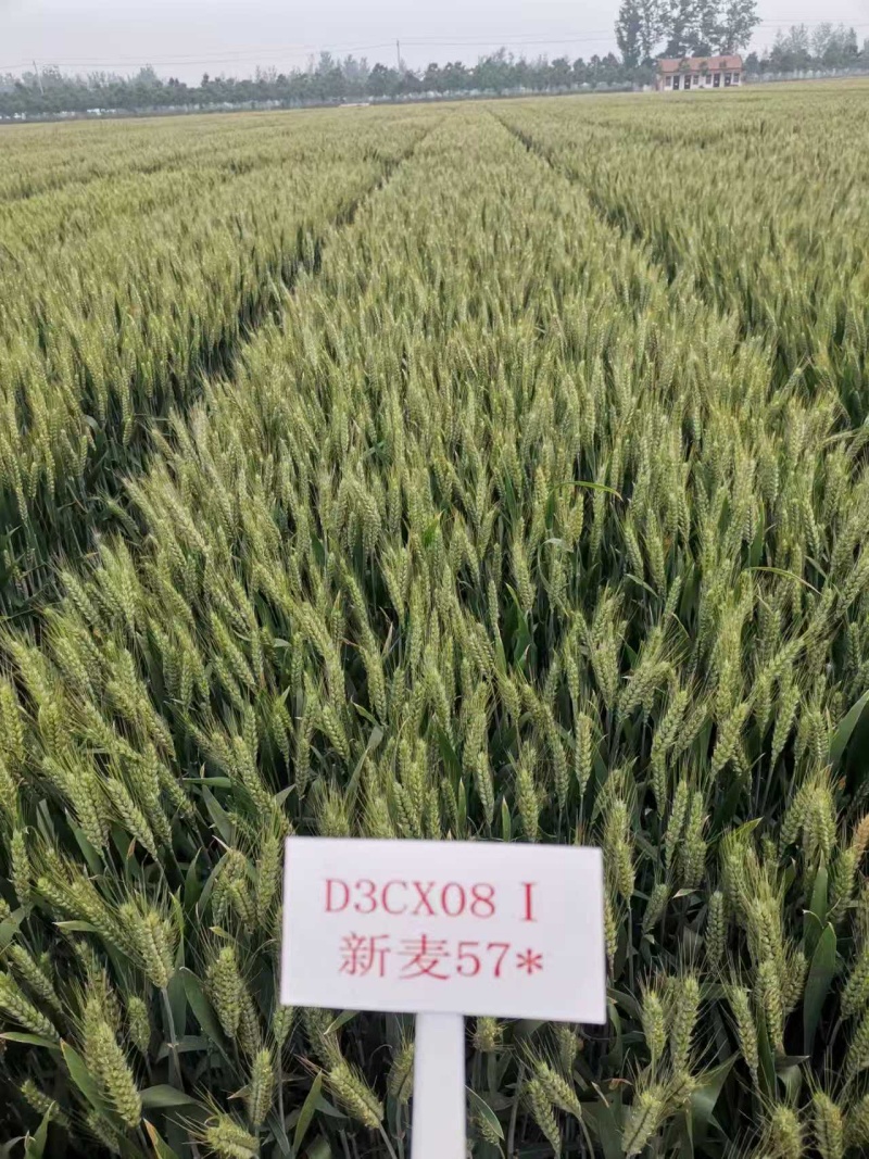 新麦57