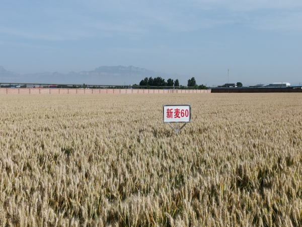 新麦60