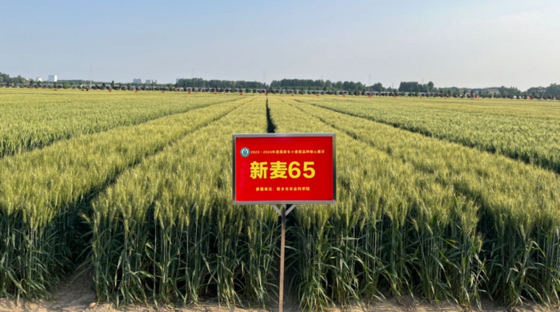 新麦65