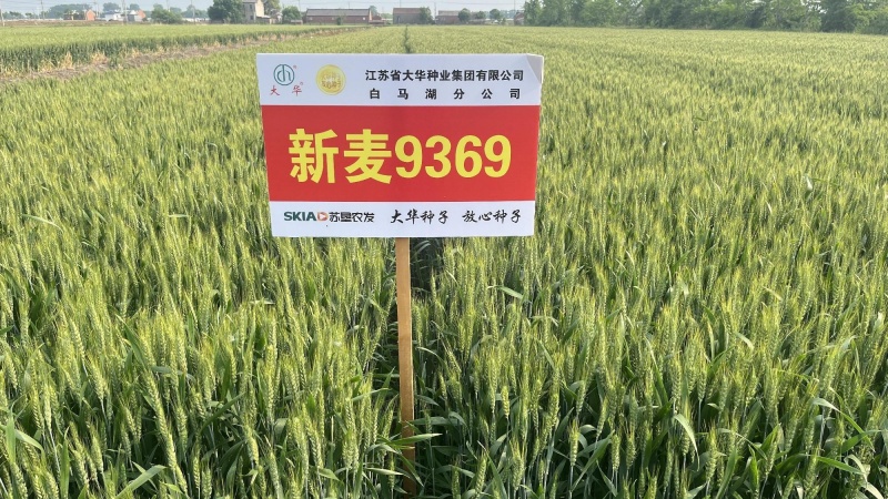 新麦9369