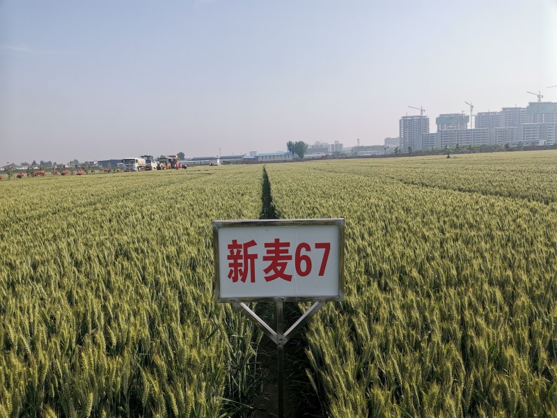 新麦67