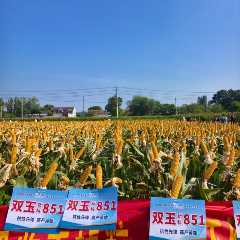 新科851