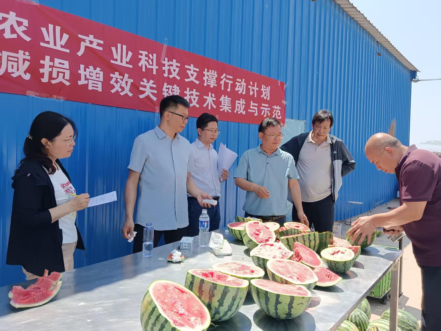 科技赋能“甜蜜事业”——我院在封丘举办西瓜减损增效现场观摩及培训会