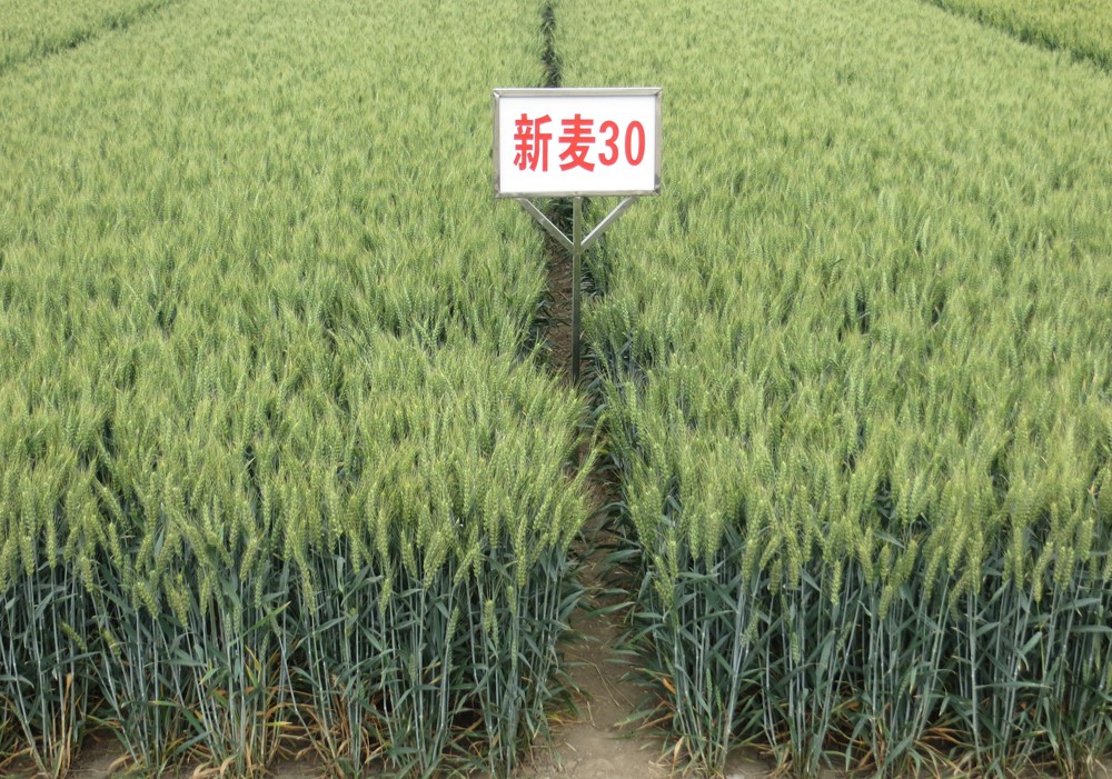 新麦30大田