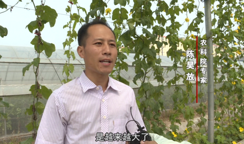 45.蔬菜长廊