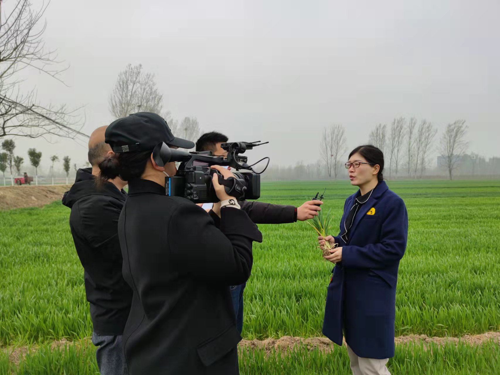 18.春季小麦管理上