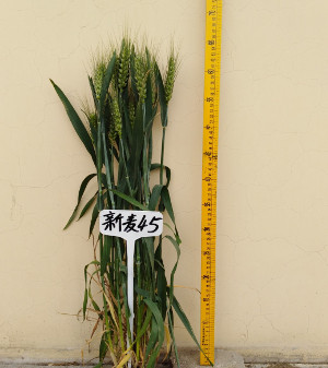 新麦45单株