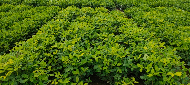 新花19号小区