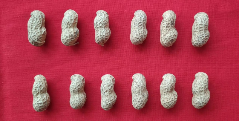 新花19号荚果
