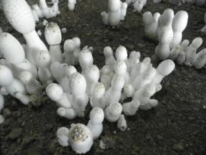 鸡腿菇新科40