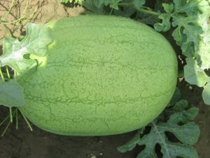 新绿秀西瓜