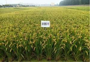 新香粳稻2号