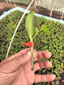 西甜瓜双断根嫁接苗